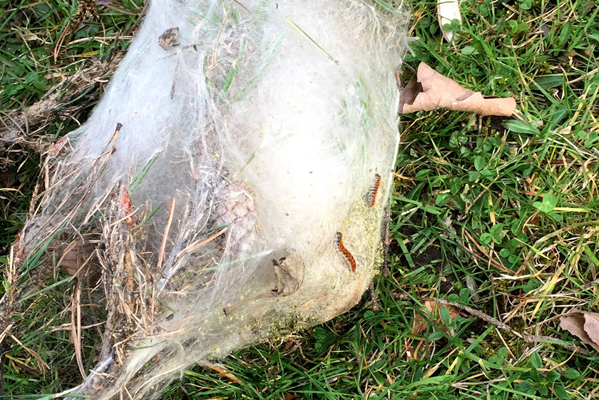 Échenillage de nids de chenilles processionnaires